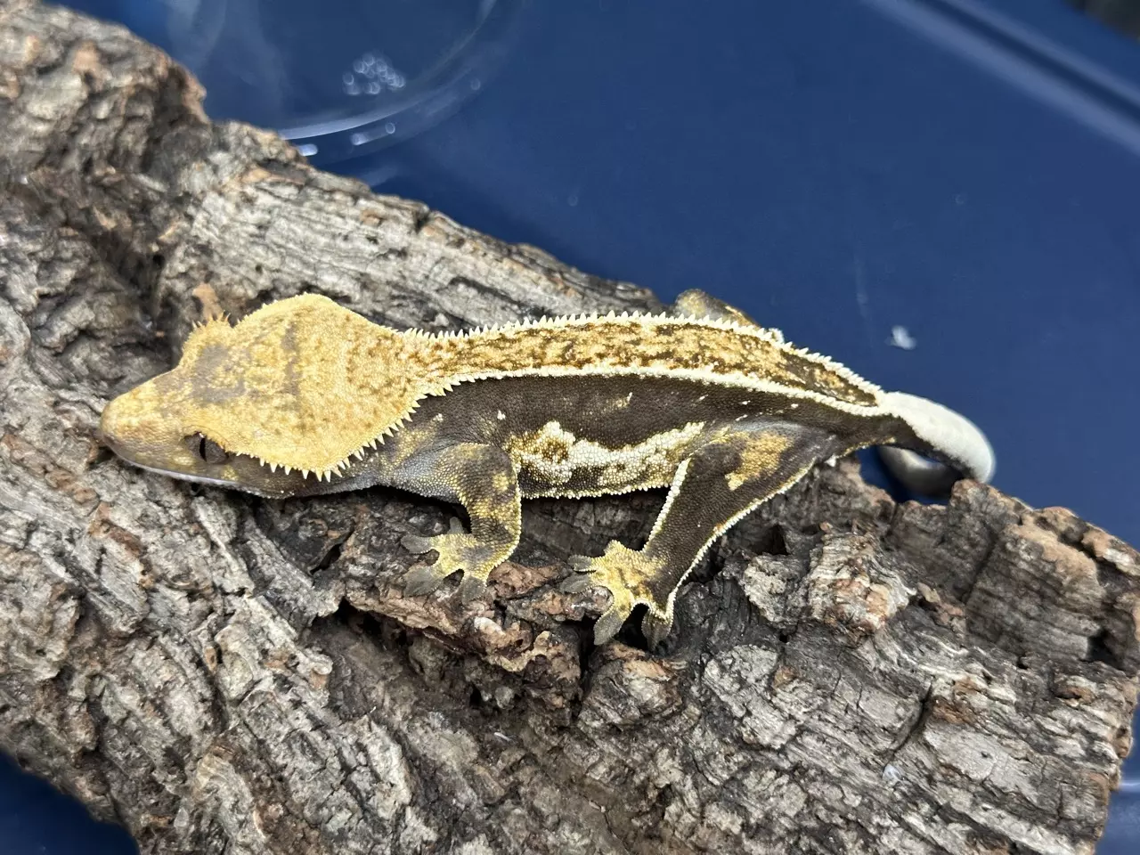 plant/623 26g Female Tri pin.-0