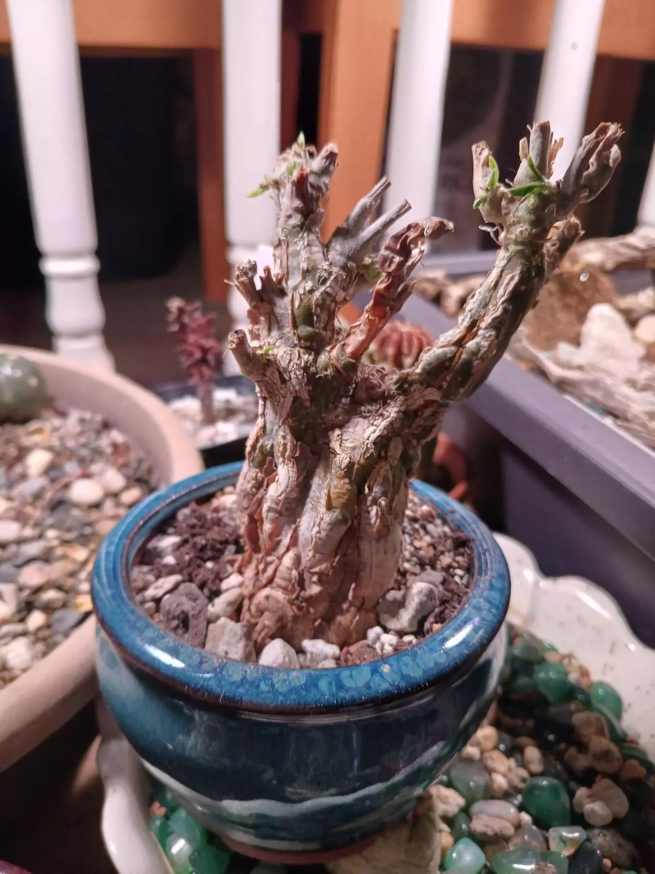 plant/Cephalopentandra Ecirrhosa-0