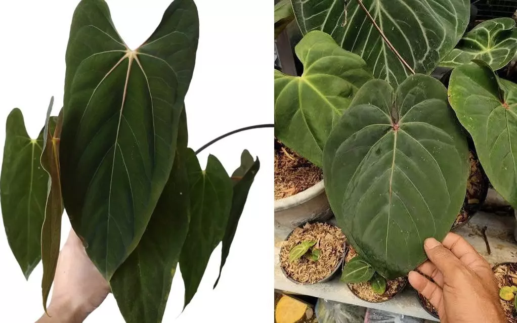 plant/Seed grown anthurium papillilaminum x Hoffmanii starter plant growers choice-0