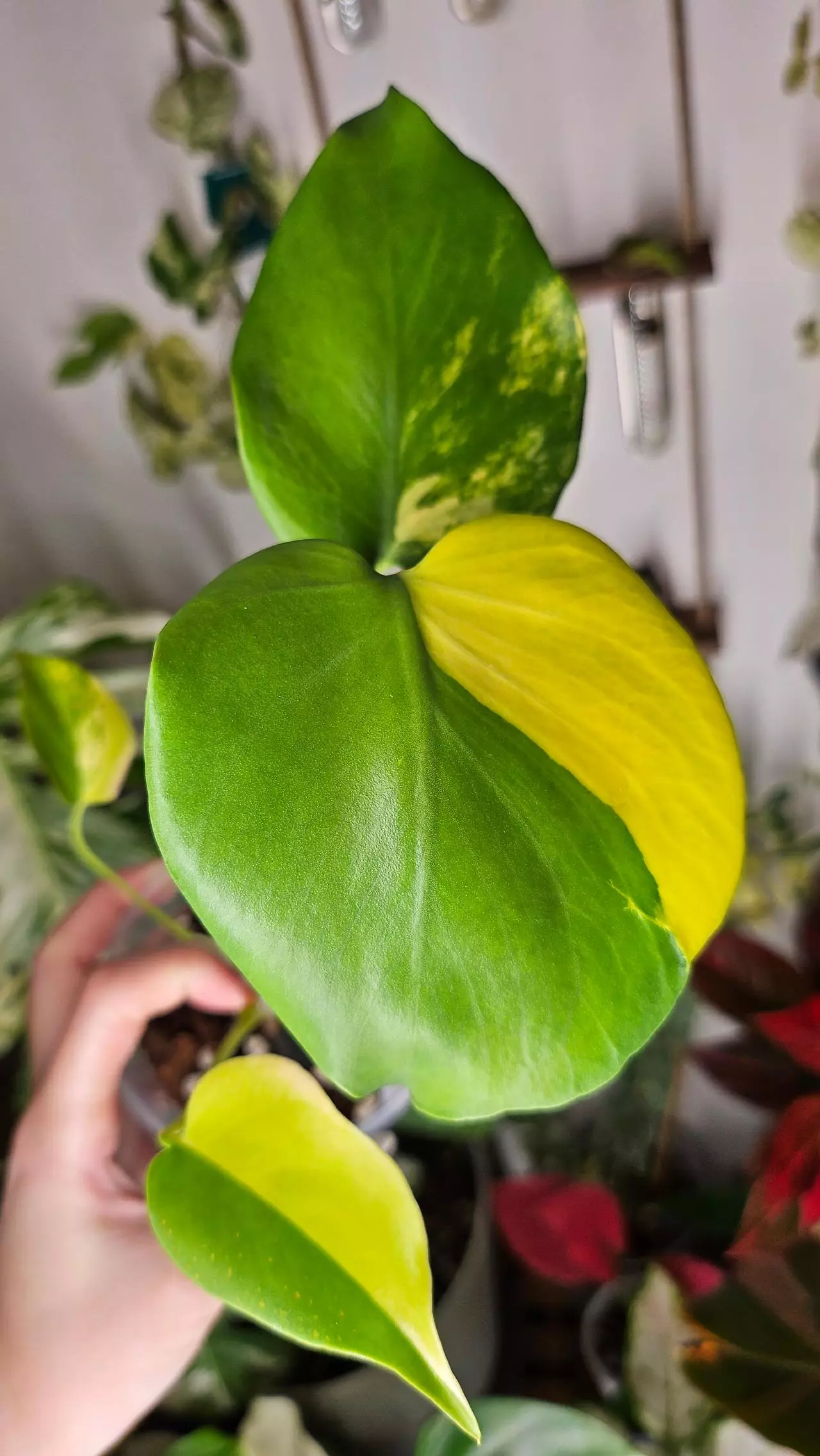 plant/Monstera Yellow Marilyn-0