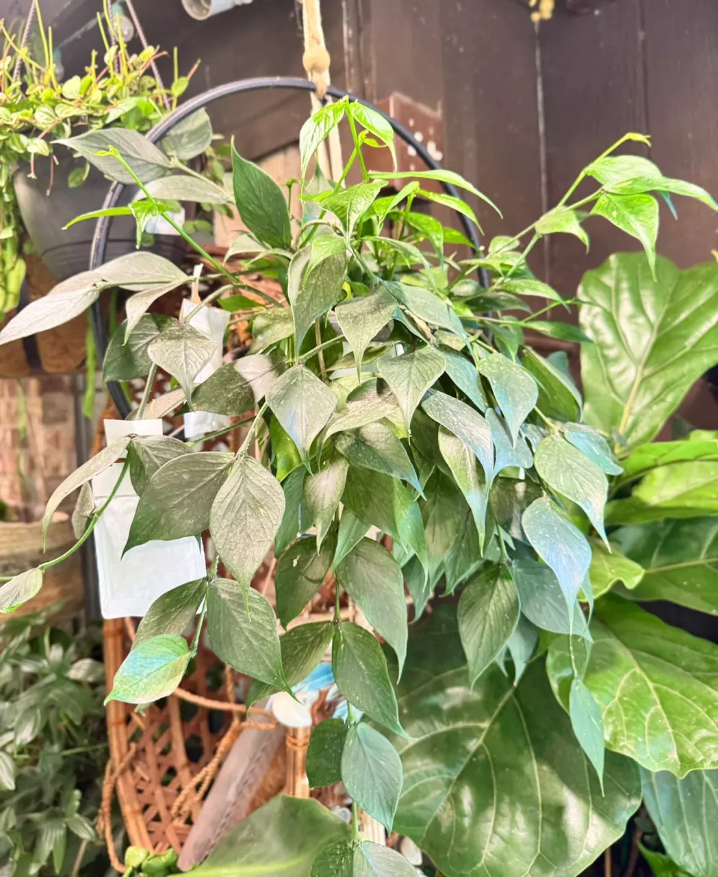plant/Hoya Mystery Bundle of 10 Cuttings-usually fits in 2 of these pink boxes🖤-6
