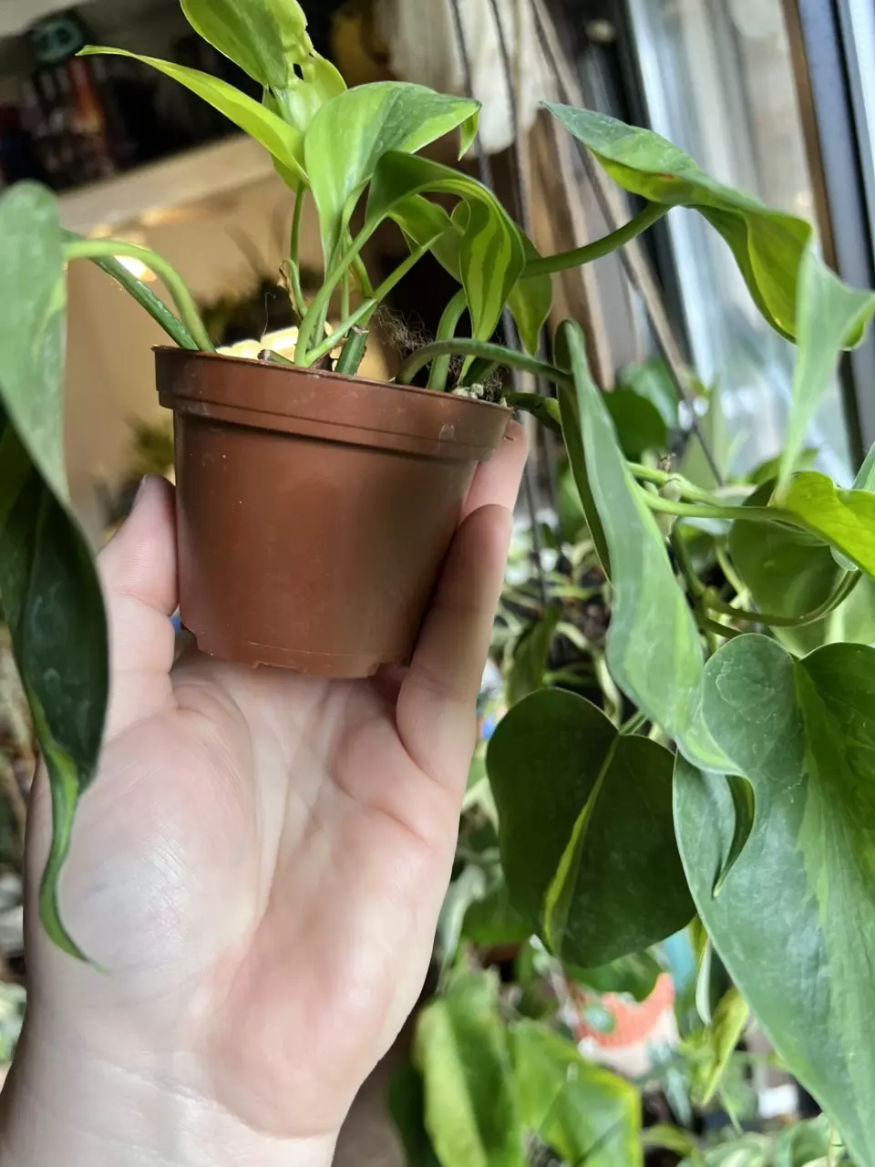 plant/Philodendron Carnival-2