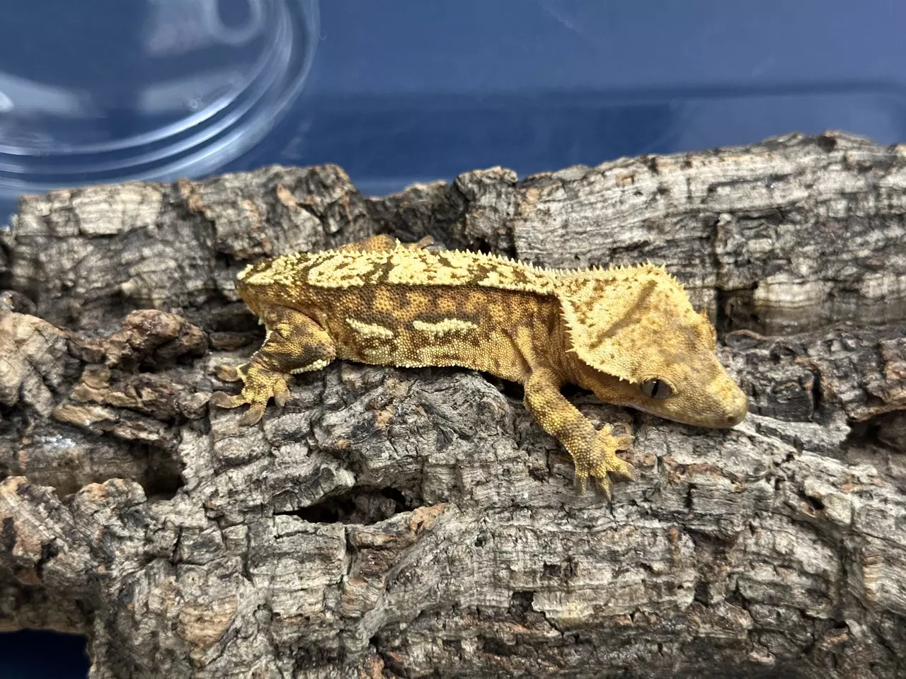 plant/567 18g Female Funky Yellow-0