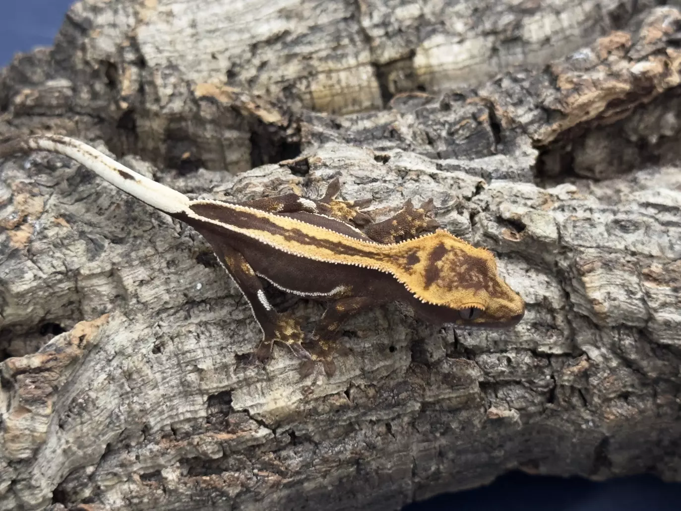 plant/Classic King Stripe-1