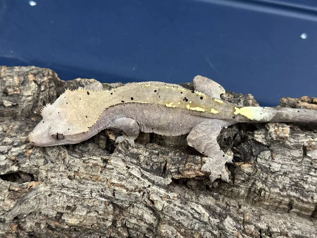 plant/42g RTB Female Cappuccino Dalmatian-0