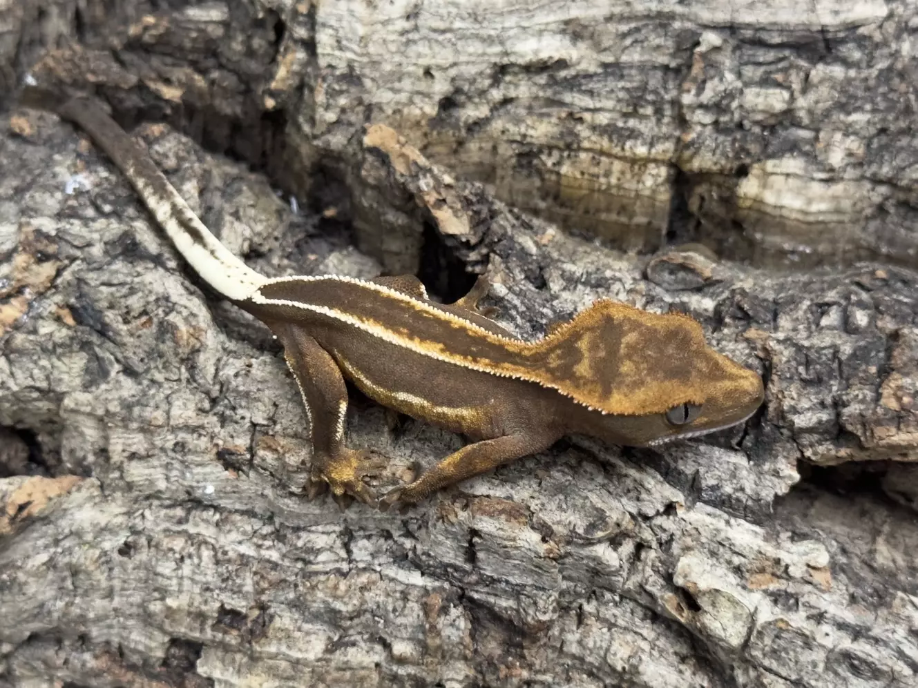 plant/King Stripe Super Empty back.-1