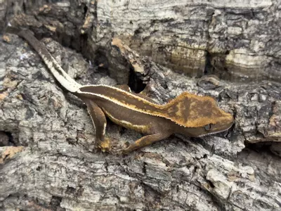 plant/King Stripe Super Empty back.-1-thumbnail