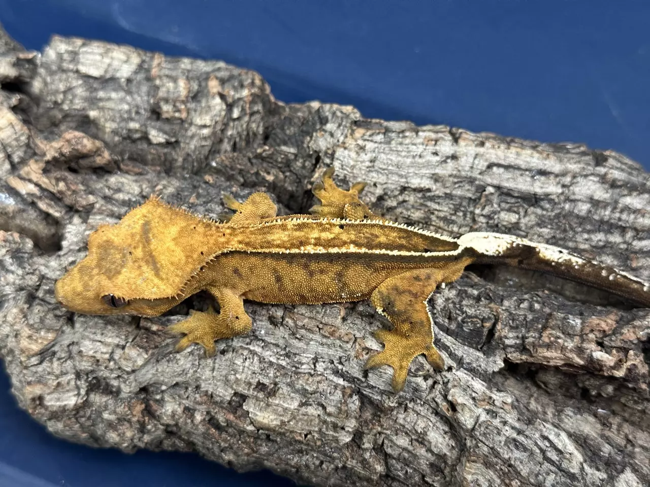 plant/574 21g Male Yellow Super Emptyback-0