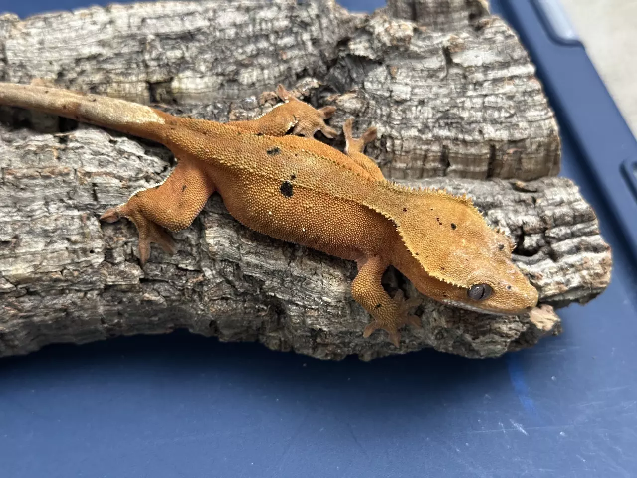 plant/607 28g Female Red Phantom-0