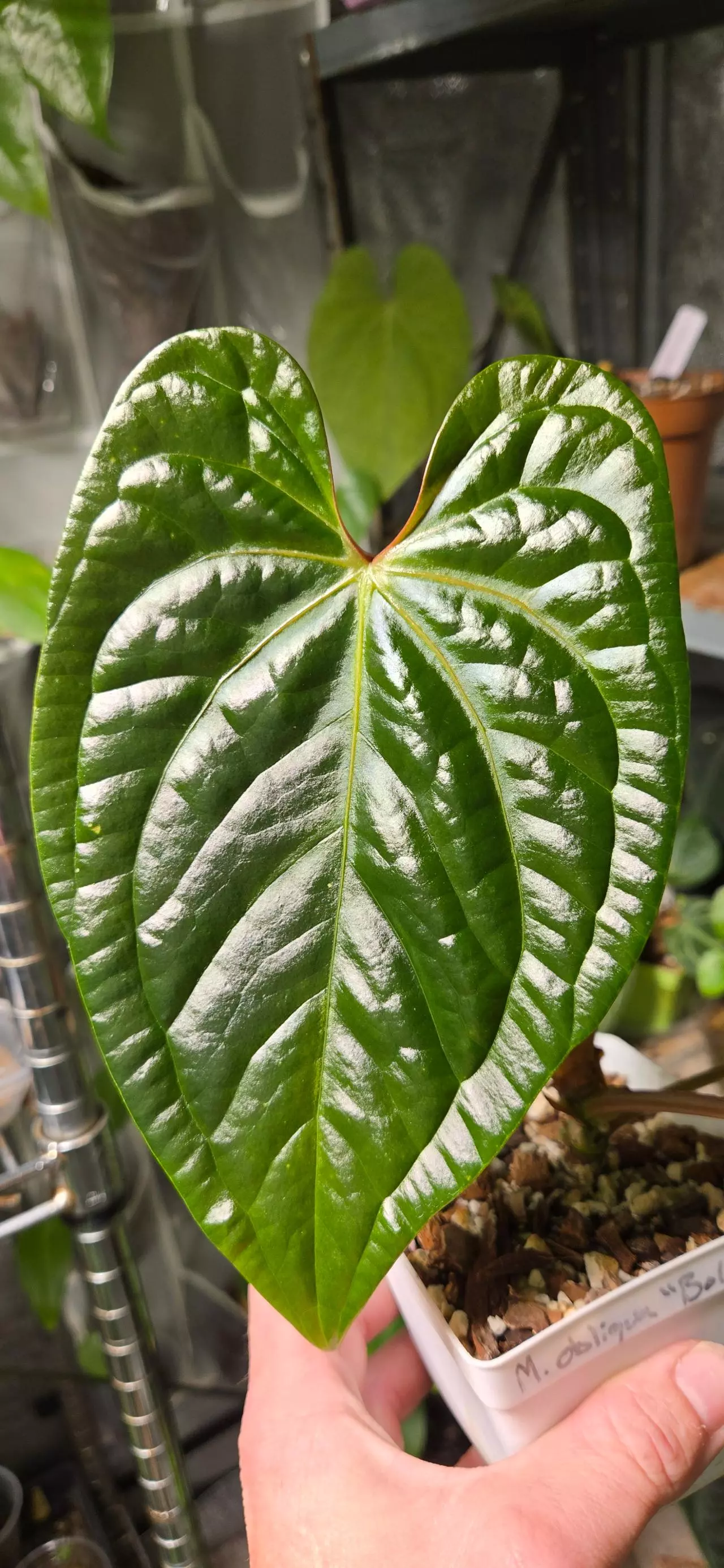 plant/Anthurium (RCxRG dress) x Delta Dawn-0