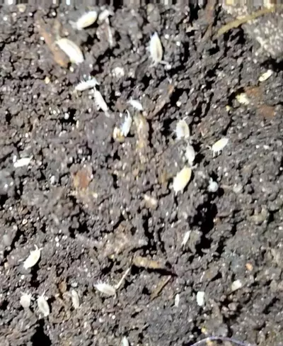 plant/Trichorhina tomentosa "dwarf white isopods"-0-thumbnail