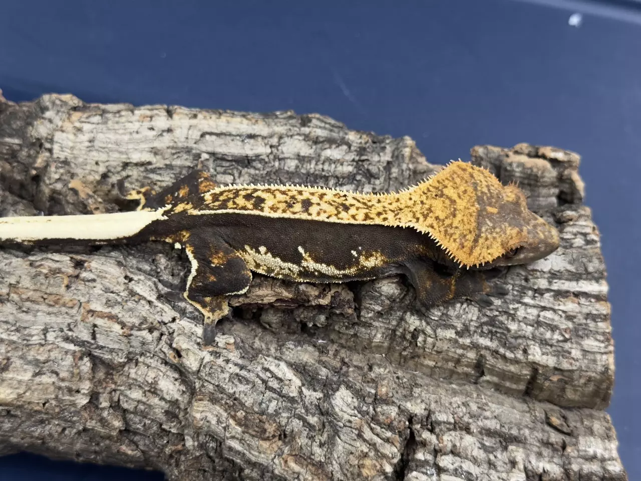 plant/511 24g Female Dark Pinstripe het eb-1