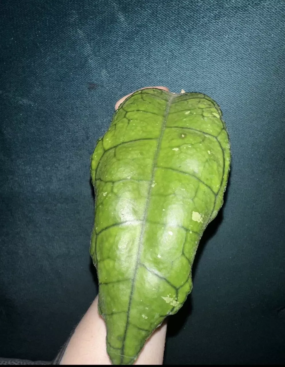 plant/Hoya Nong Nooch-3