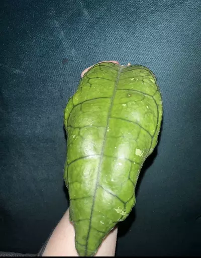 plant/Hoya Nong Nooch-3-thumbnail