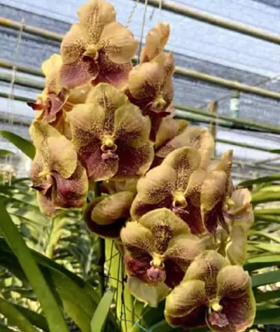 plant/vanda taweesuksa x walrut leopard(Varut Leopard) - orchid plant-2-thumbnail