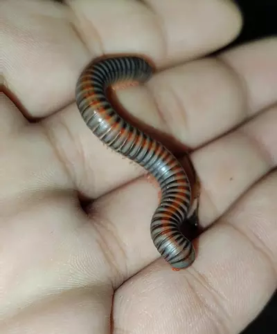 plant/Atophochetus Dollfusi "Thia Rainbow Millipedes"-1-thumbnail