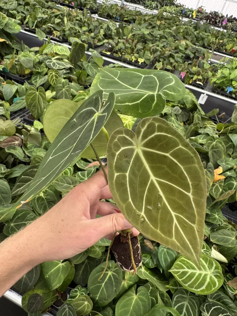 plant/Seed grown anthurium dressleri x forgetii starter plant growers choice-1