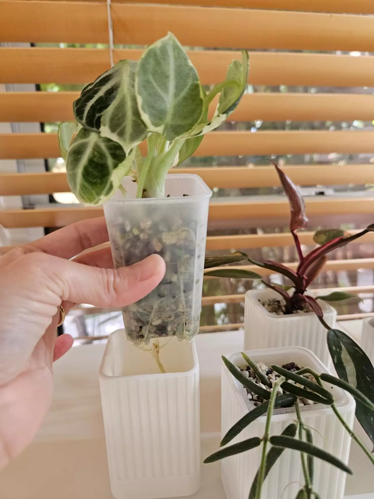 plant/Pink self watering pot 2"-4