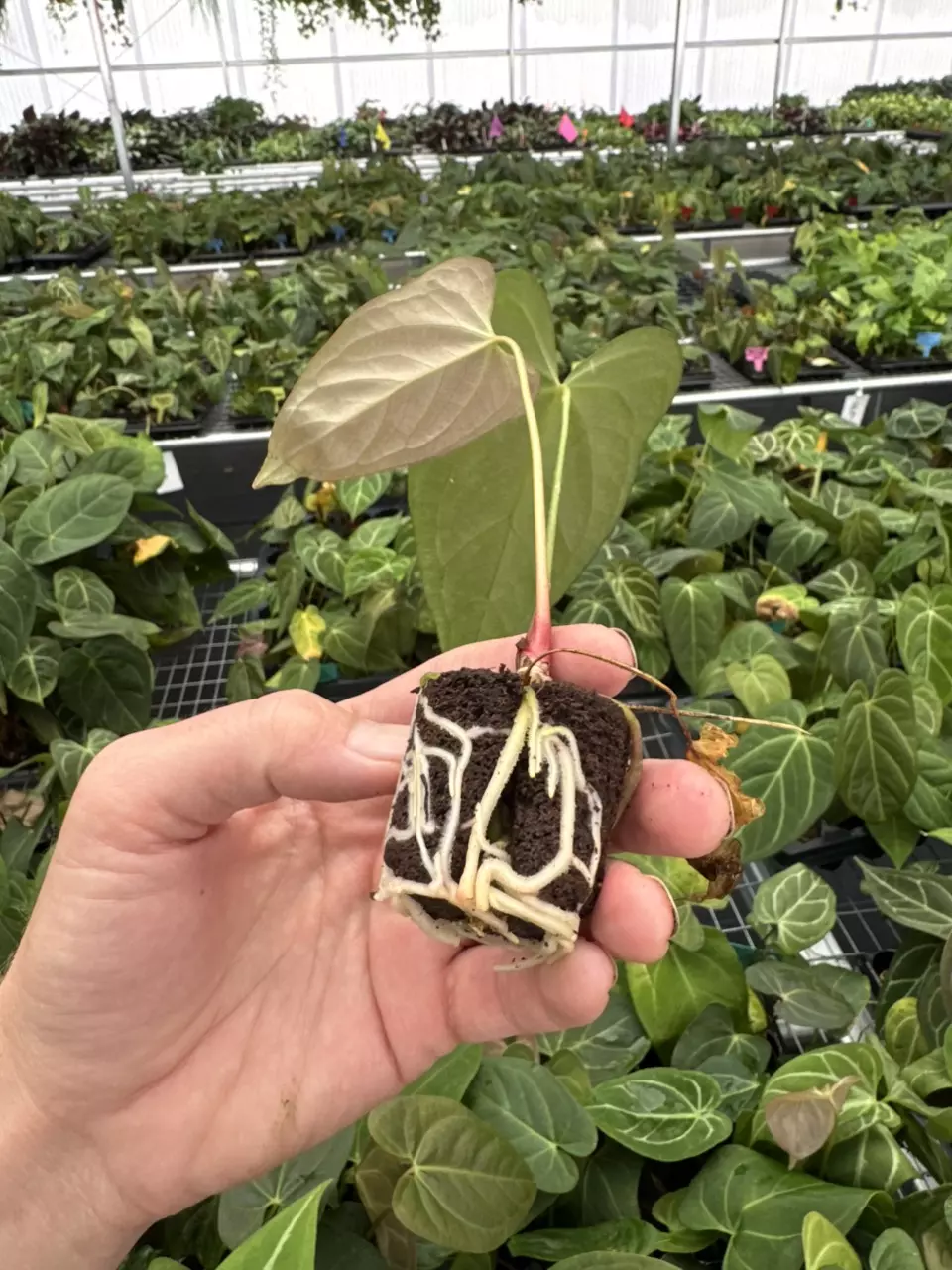 plant/Seed grown anthurium king of spades x portillae starter plant growers choice-7