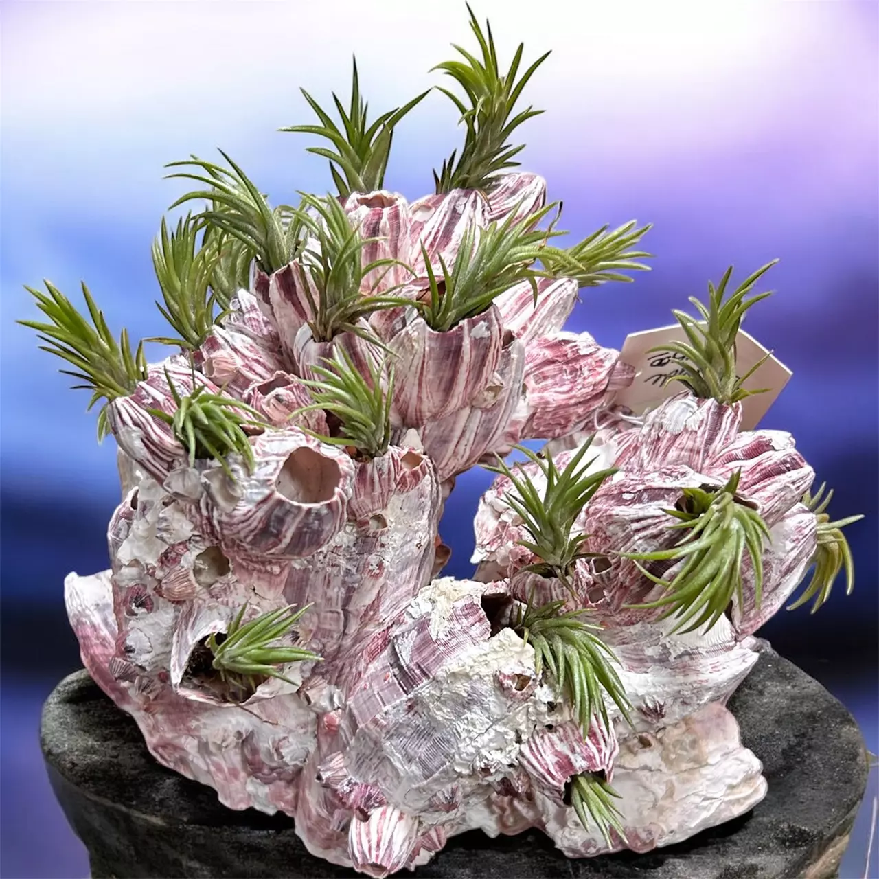 plant/Tillandsia neglecta air plant (1)-0