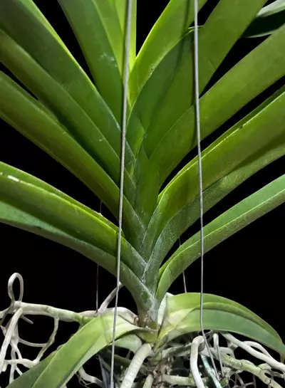 plant/Vanda Prapathom Gold X Vanda Rasri Gold No. 2 - blooming size preorder-2-thumbnail