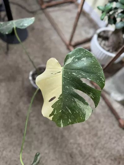 plant/Monstera Thai constellation-0-thumbnail
