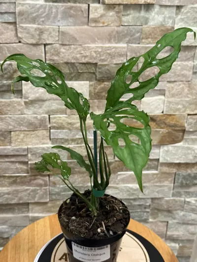 plant/Monstera Obliqua-2-thumbnail