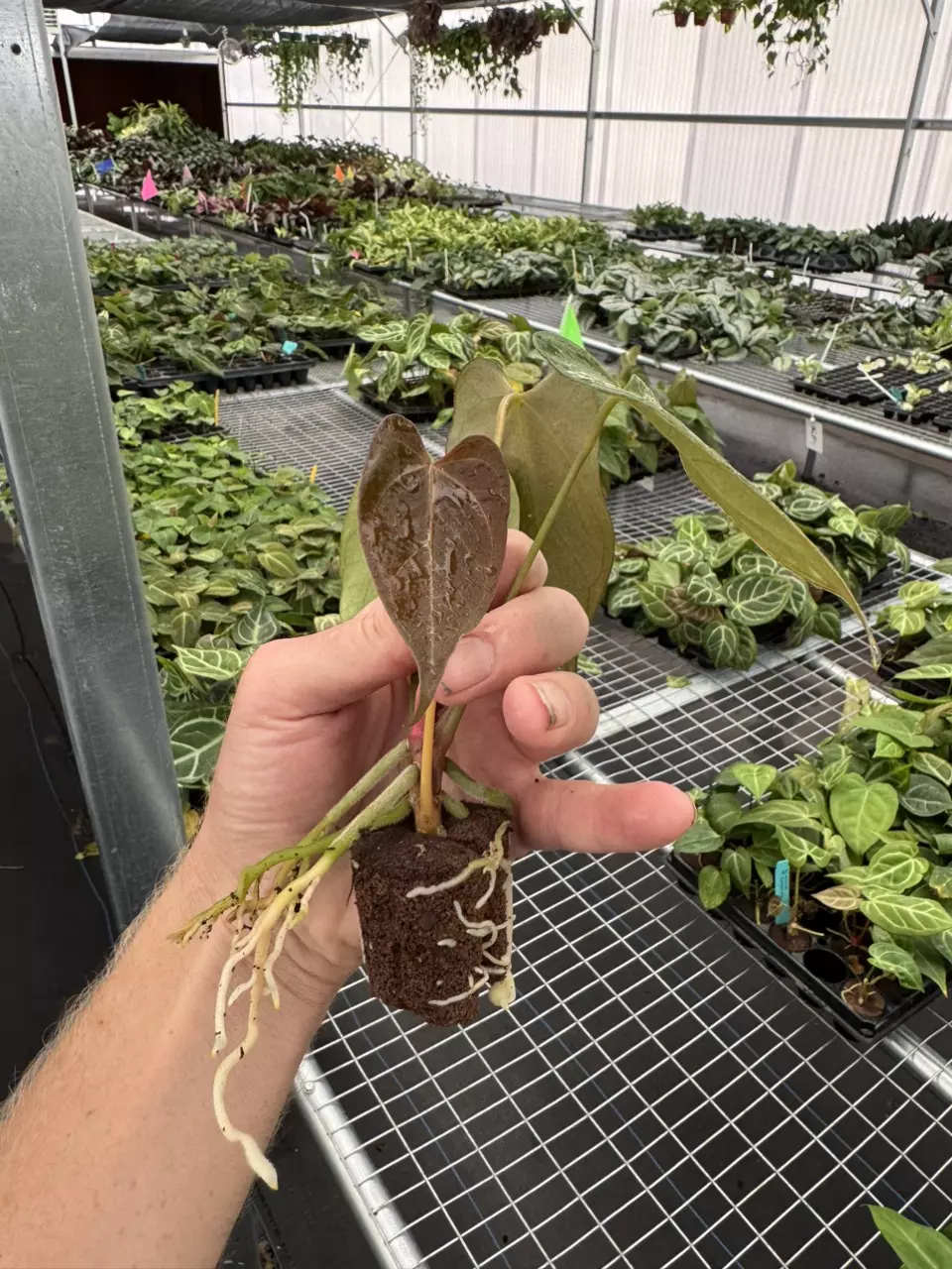 plant/Seed grown anthurium papillilaminum x guna yala starter plant growers choice-7