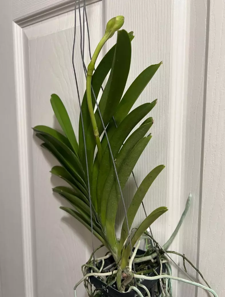 plant/vanda general parinya two tone blue orchid- blooming size-1