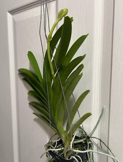 plant/vanda general parinya two tone blue orchid- blooming size-1-thumbnail