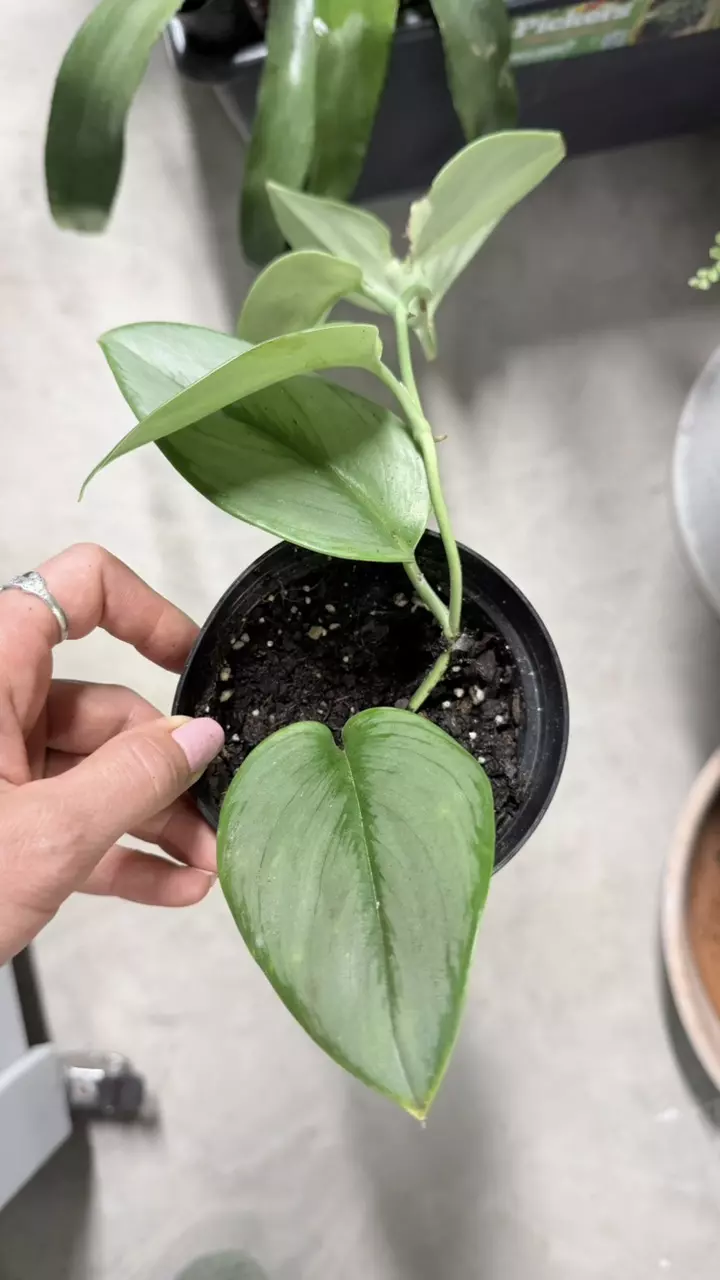 plant/BubbleBlooms Scindapsus Treubii Moonlight Pothos-2