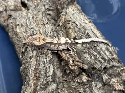 plant/Sable 1 High White Holdback 6g Male-0-thumbnail