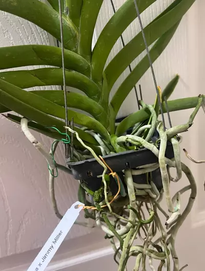 plant/vanda taweesuksa x jimmy miller- orchid blooming size plantp-5-thumbnail