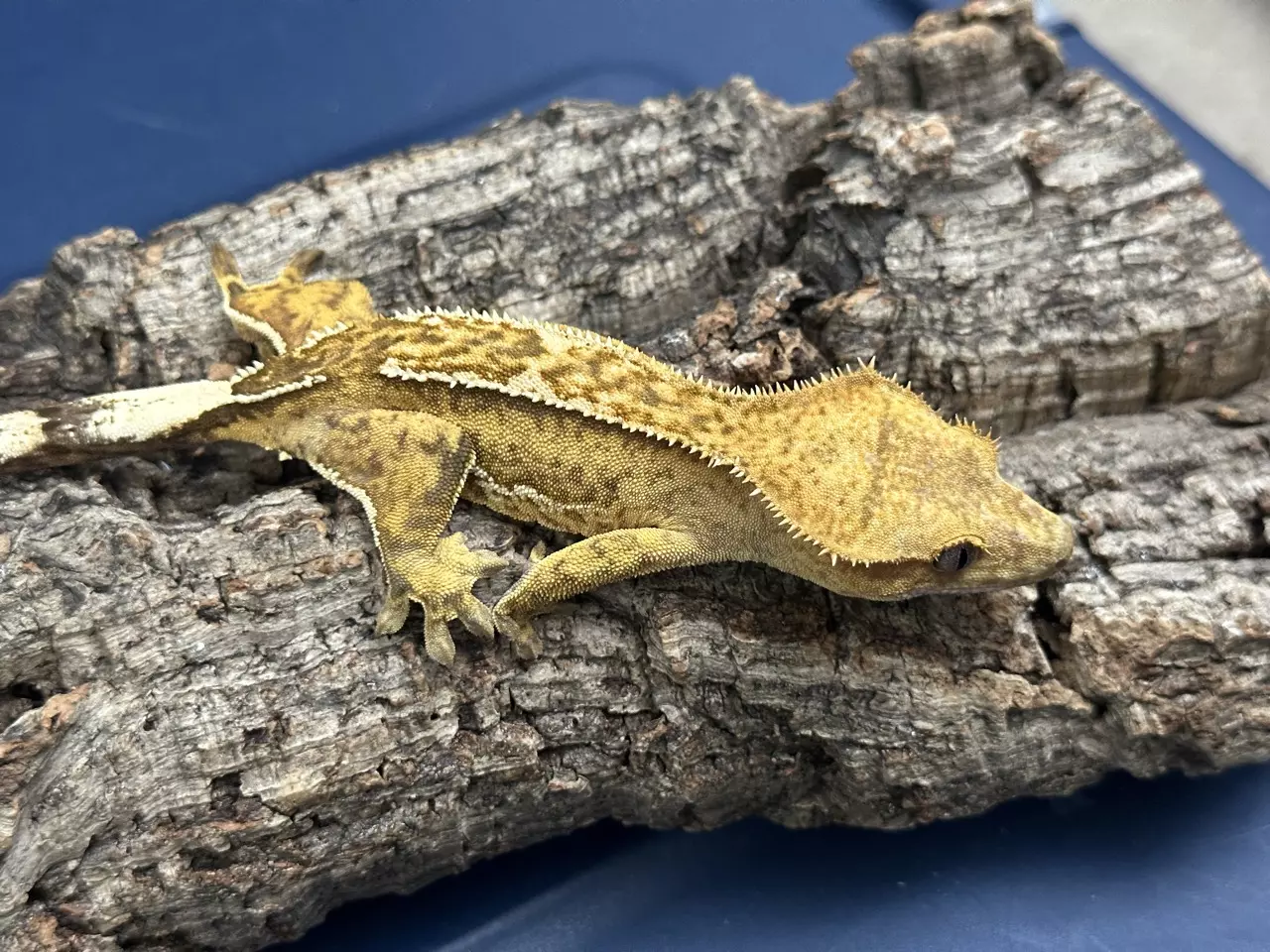 plant/568 27g Female Yellow Emptyback-1