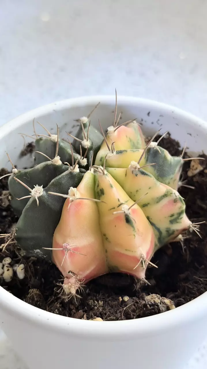 plant/Var Gymnocalycium mihanovichii, also known as a chin cactus or moon cactus-0