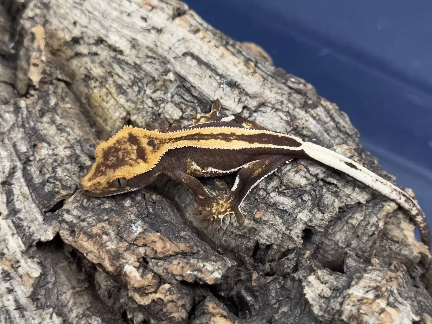 plant/Classic King Stripe-0