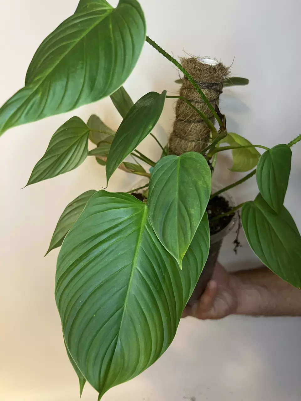 plant/Philodendron Fuzzy Petiole-0