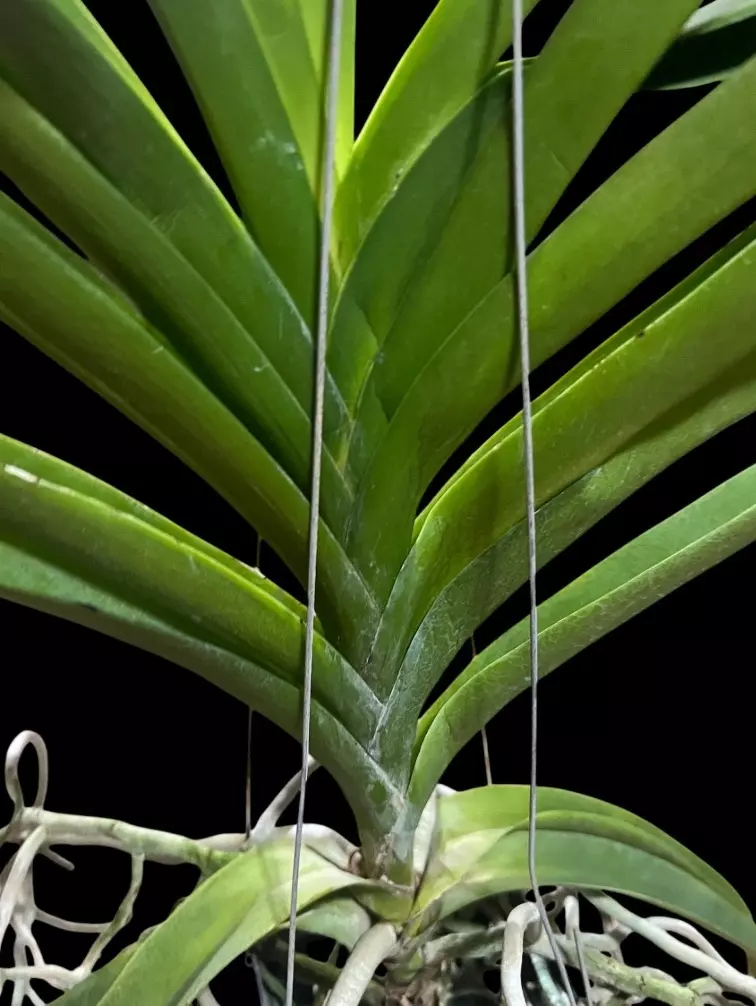 plant/vanda taweesuksa x walrut leopard(Varut Leopard) - orchid plant-5