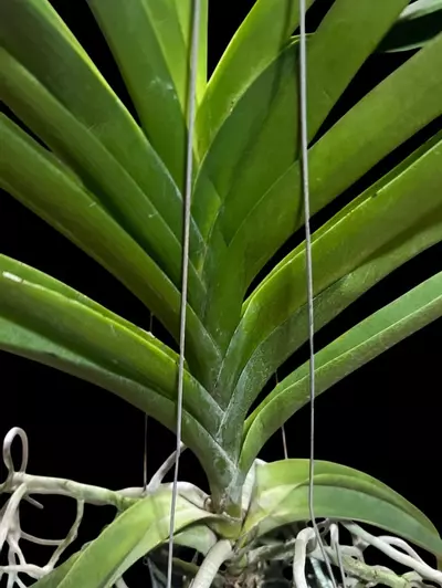 plant/vanda taweesuksa x walrut leopard(Varut Leopard) - orchid plant-5-thumbnail