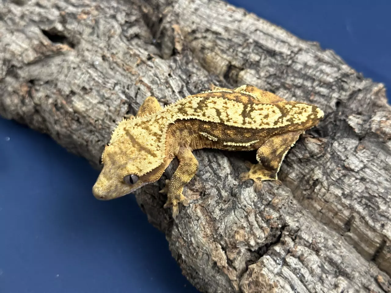 plant/567 18g Female Funky Yellow-1