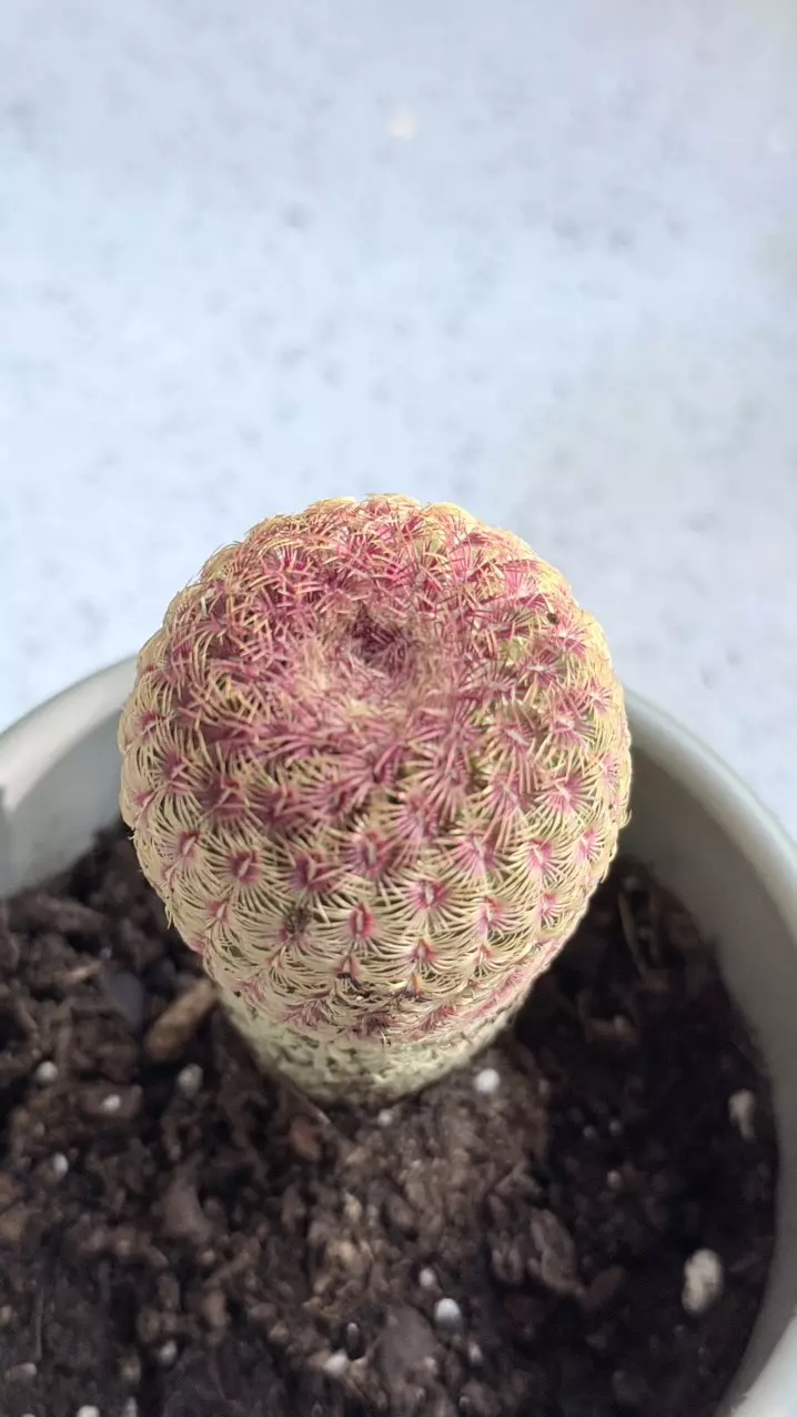 plant/Rainbow Hedgehog Cactus, scientifically known as Echinocereus rigidissimus.-1