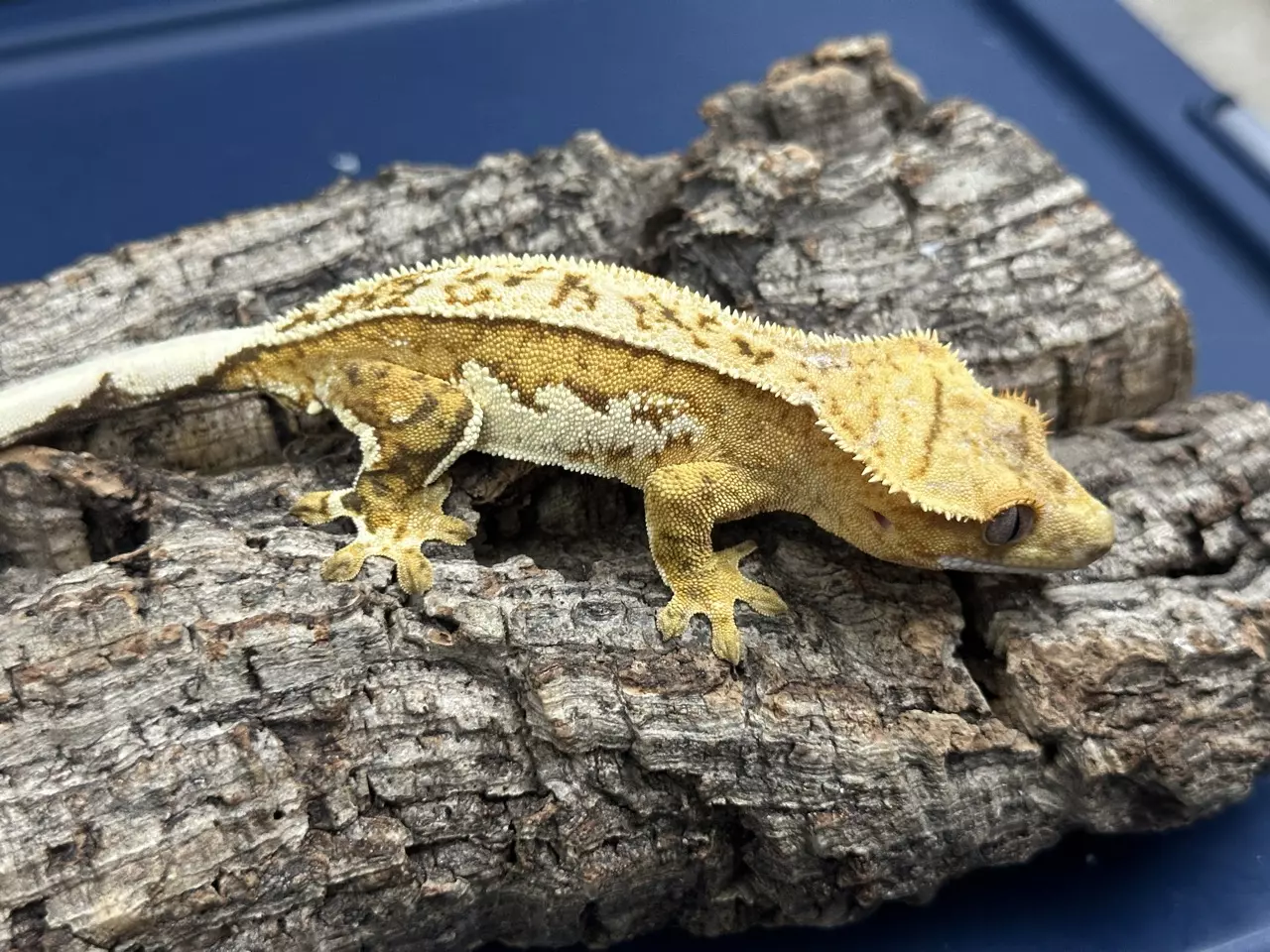 plant/575a 23g Male Yellow Pinstripe white wall-0