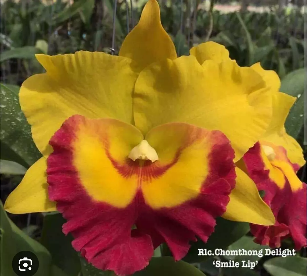 plant/Bundle 5 bloomimg size Cattleya plants in 6 in pots massive plants-0