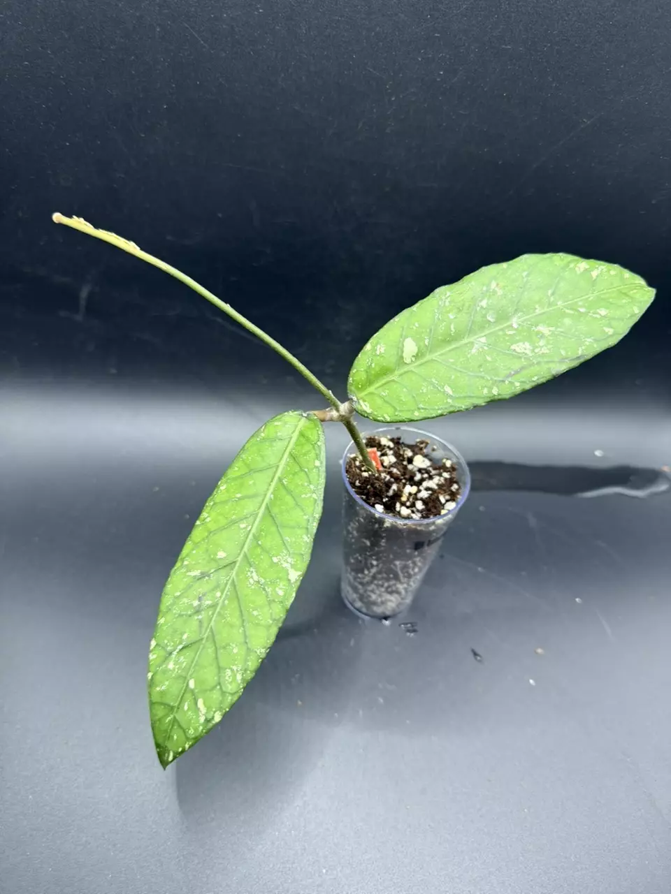 plant/Hoya sp Aceh Blangkejeren-0