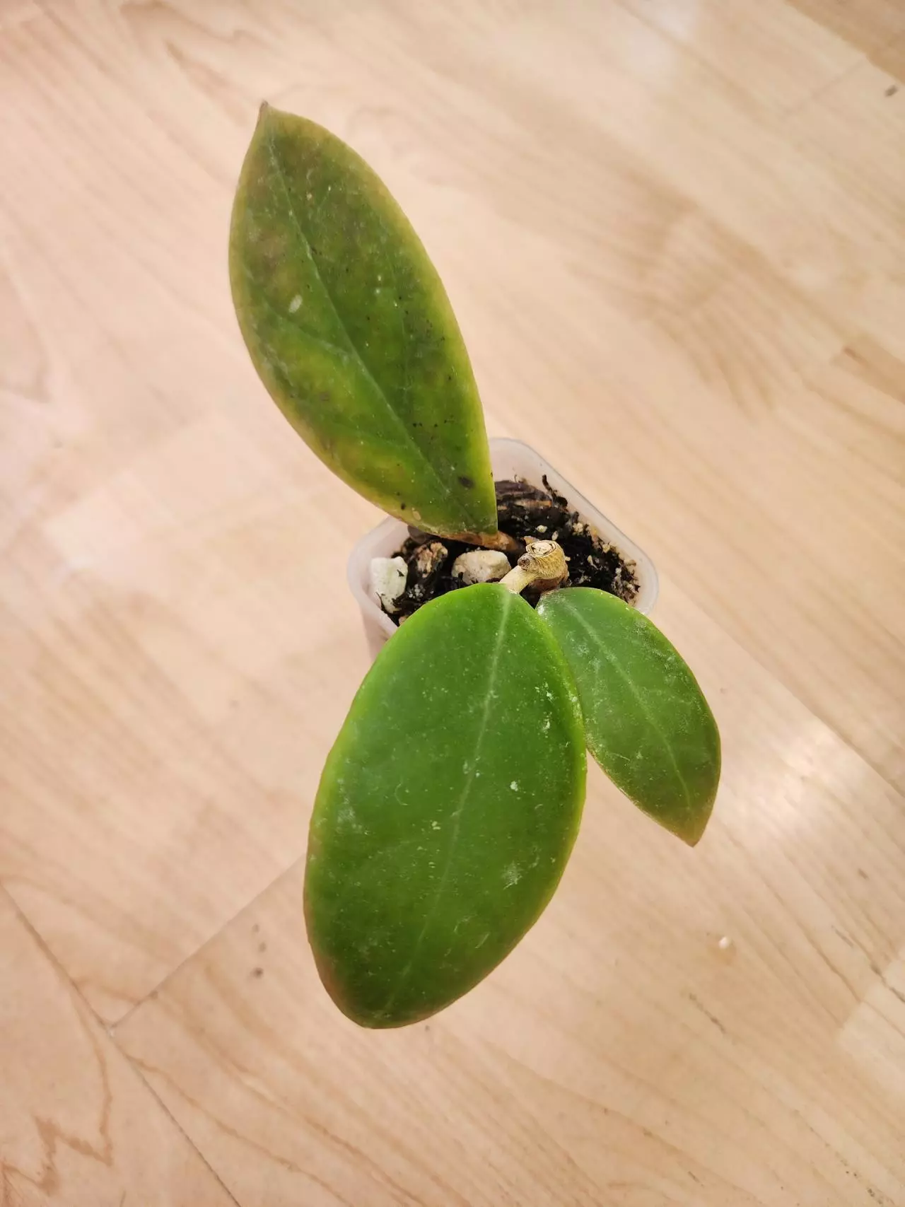 plant/Hoya mindorensis PG12 x crassicaulis-0