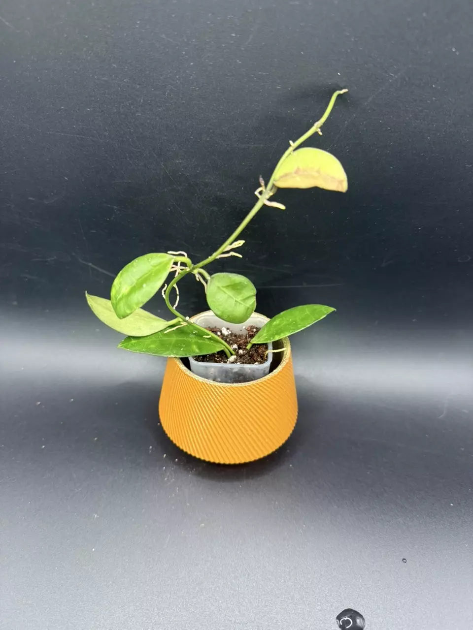 plant/Hoya Lacunosa "Gothic" #461-0