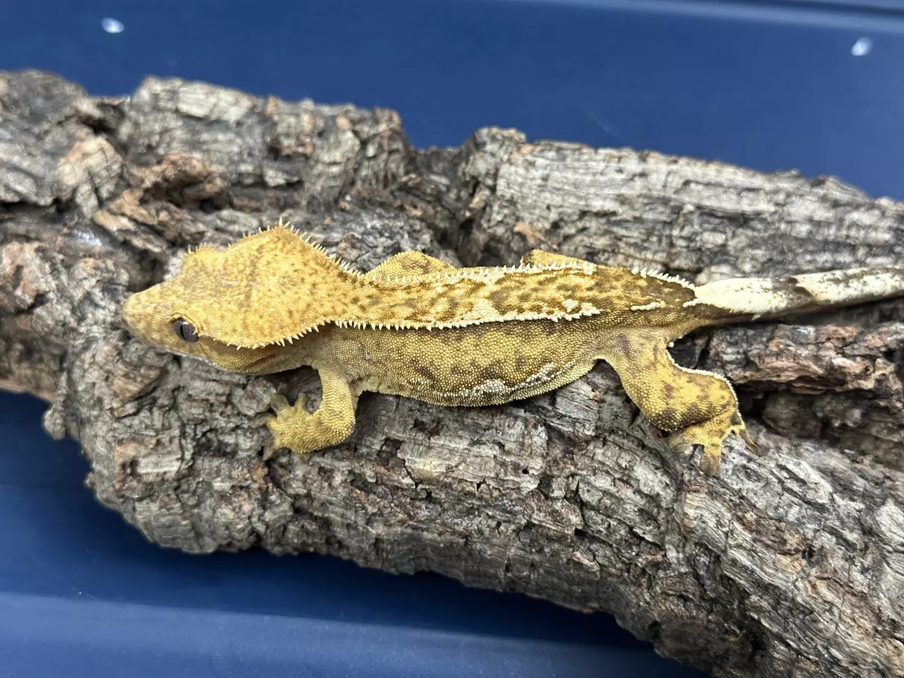 plant/568 27g Female Yellow Emptyback-0