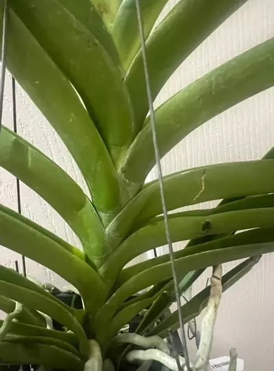 plant/vanda taweesuksa x jimmy miller- orchid blooming size plantp-2-thumbnail