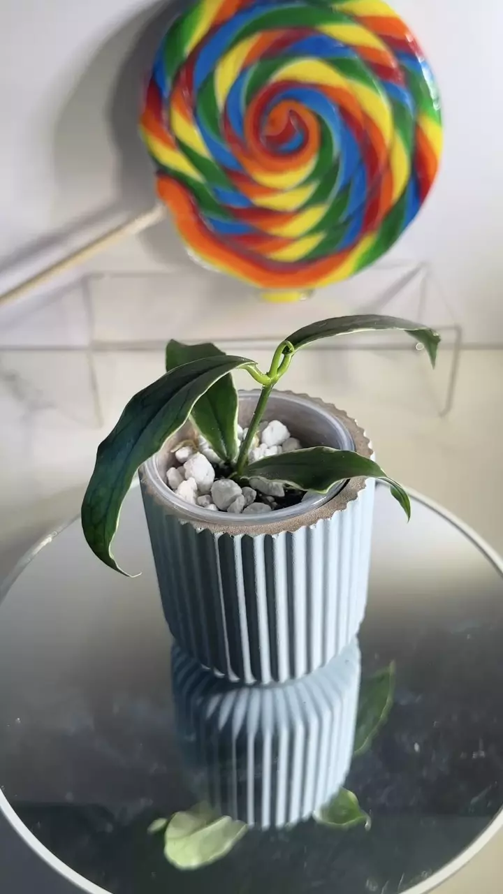plant/Hoya Lobbii outer variegated-0