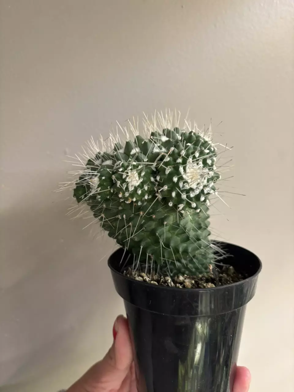 plant/Mammillaria spinosissima "un pico" cactus-0